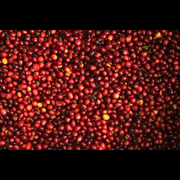 Close-up of a large number of red berries with a dark background
