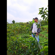 Man working in a coffee plantation holding coffee cherries.