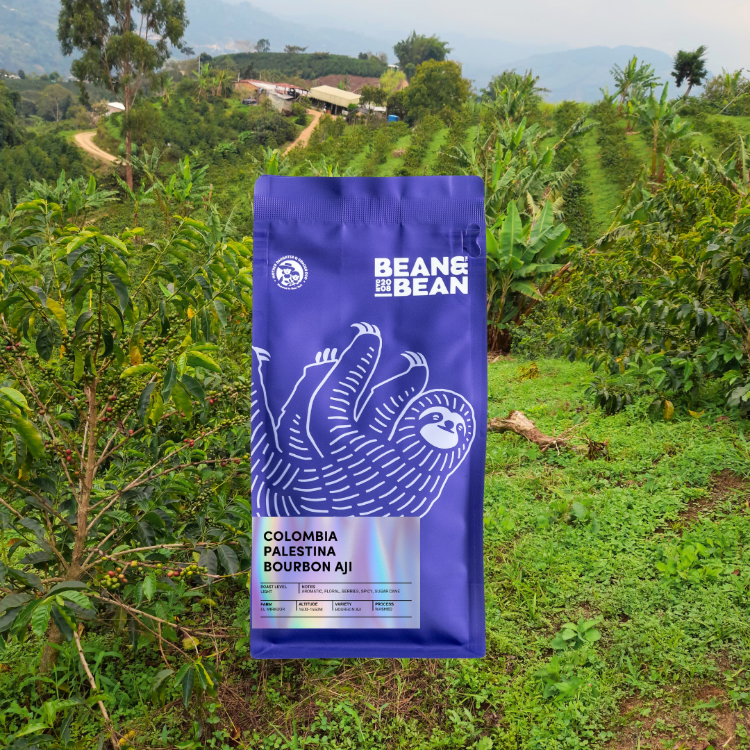 Blue coffee bag with 'Bean to Bean' branding in a coffee plantation setting