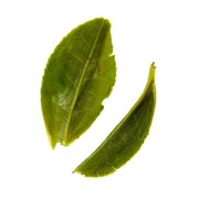 Two green tea leaves on a white background