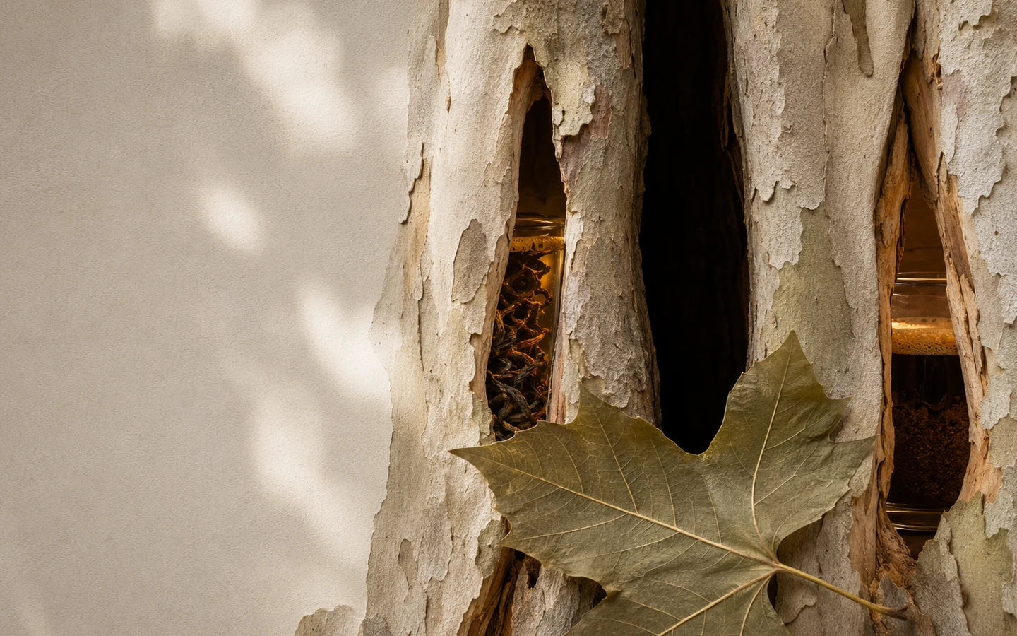 Pale plane-tree bark opening toward a warm table