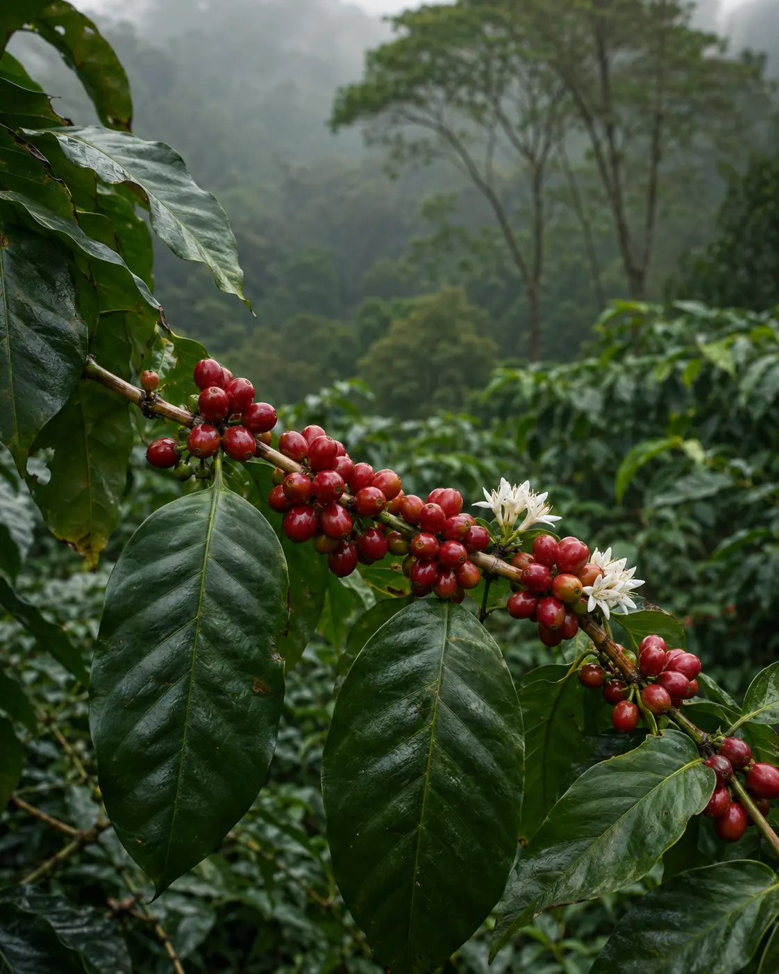 Origin, roast, extraction.